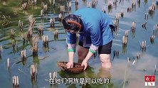 青苔也能吃？回家煮着吃比海苔还脆，美味又营养