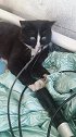黑猫警长你拆家啊！