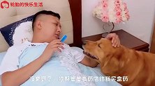 主人生病卧床不起，金毛在旁用心照料，小家伙太懂事了！