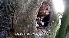 松鼠看着天气好，居然拿被子出来晒，是不是暴露智商了