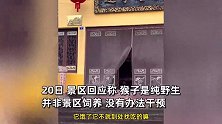 野猴偷吃寺庙贡品虐待狗子，还曾抢游客包和吃的，景区：没法干预