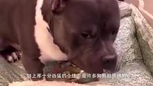 祸从天降！两只比特犬当街撕咬一只猫咪，疯狂模样让人心惊