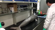 浙江杭州：大鱼吃小鱼，这条江豚竟被鱼刺卡死了