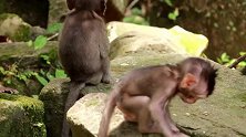 猴孩儿不知道在岩石缝里找什么？真担心它的安危呀，捏了一把汗！