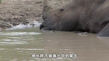 食肉水龟偷袭休息的犀牛，犀牛的反应太尴尬，犀牛：这是在挠痒痒