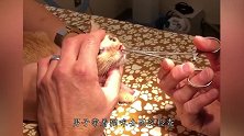 小猫鼻子红肿，兽医检查后才知，都是“肥头大耳”的肉球作怪！
