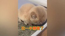 官方认证“智障猫”，猫粮碗里上厕所猫砂盆里狂炫饭！