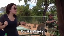 猴子抓住一只兔子搂在怀里，接下来猴子的举动让兔子生无可恋