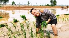 顶着35摄氏度高温，大胖人生第一次手工栽种水稻，看插的如何