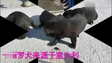 卡斯罗犬 卡斯罗进入中国的历史及在中国的状况