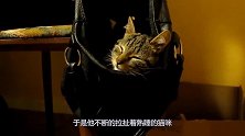 主人拉扯熟睡的猫咪，猫咪的反应，够我笑一年了！