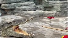 大哥胆子真大，手都敢放进去鳄鱼的嘴巴里