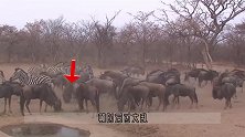 角马正在吃食，突然倒地身亡，镜头放慢6倍后找到元凶！