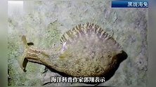 厦门筼筜湖惊现大量“奇特生物”？成群结队出现！专家解答