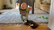 傻猫把小婴儿的脚丫当做逗猫棒玩耍