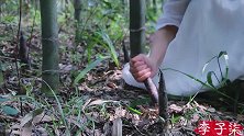 李子柒摘了野草，跟竹林里的美味，悄悄的离去