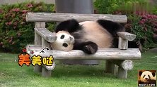 头顶可爱呆毛的熊猫结浜，一言不合就开启放飞自我模式，超萌的