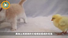 一抓到后脖颈，猫咪就老实了，科学家给出解释