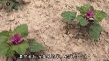 农村的灰灰菜，路上遇见记得要捡回家，后悔今天才明白，别忽视