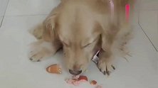 金毛把香肠嚼碎了吐出来给孩子吃，母爱太伟大了