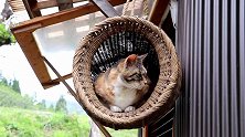猫咪在吊篮里睡觉，睡饱后想离开时犹豫了，这么高不敢跳怎么办