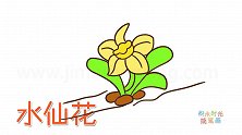 植物简笔画大全，画一朵胖胖的水仙花简笔画