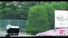 情旅自驾游第二季 10 美轮美奂的足利花海