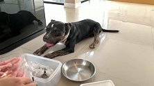 牙口倍儿棒的黑比特犬，今日挑战冷冻海鲜！越嚼越带劲，好吃