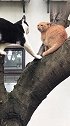 橘猫：别碰我，不然我喊非礼了！