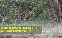 四头老虎结队出动，这是一番什么场面跟镜头来感受一下霸气