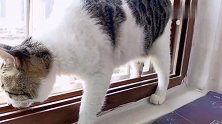 猫咪站窗台上望风，听到主人说注意点，它立马退进来好！好懂事
