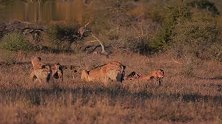 鬣狗群威武！抢食狮群的猎物，真的没商量