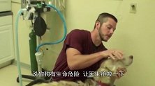 姑娘抱着流浪狗四处求医，医生却漫天要价，姑娘抱着狗狗大哭