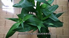 富贵竹营养液不用花钱买，教你自制，不黄叶不枯萎，猛长爆满盆
