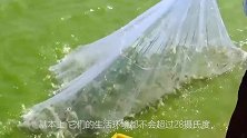 最耐高温的虾，生活在450度的深海火山喷口，这要怎么煮熟？