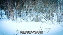 冰雪古镇一群人靠打猎为生，这样的生活你喜欢吗？#荒野求生