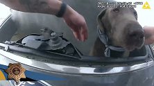 美国一辆汽车着火狗狗被困 警察砸破玻璃救狗