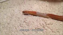 这条蛇太蠢了，蜕皮时候形成一个圆圈，把自己困住差点闷死！
