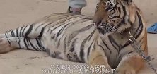 老虎庙佛光下的人性丑陋，八十几只老虎被虐杀，连小老虎都不放过