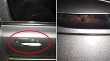 澳大利亚：噩梦！男子发现车门把手下藏着有毒猎人蜘蛛