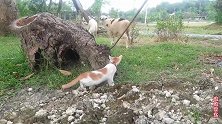 有趣的猫咪自不量力，山羊也想偷袭，看到最后猫咪好尴尬