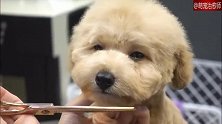 给狗狗理发，第一刀剪下去后，它突然弹起来，太可爱了吧！