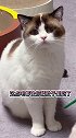 小猫咪也和女孩子一样口是心非吗萌宠出道计划创作灵感猫萌宠