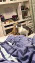 猫：你放我走吧，我根本不爱你！