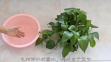 绿萝就爱喝这“2种”水，隔几天喂一次，叶绿根壮，越长越旺