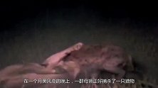 鬣狗群将母狮软禁在树上，狮子王回来报仇，一口咬住鬣狗女王