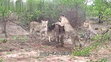 赛拉提雄狮：最后一次露面，捕获野牛，庞大体型，却没有狮王之心