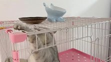 发现零食近在眼前，猫咪想吃却吃不到，喵：欲哭无泪