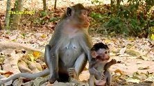 猴妈妈自顾自吃东西，就是吃不完丢掉也不会给猴子吃！