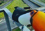 巴西：两只巨嘴鸟试图吃掉交通摄像头，被拍下全程